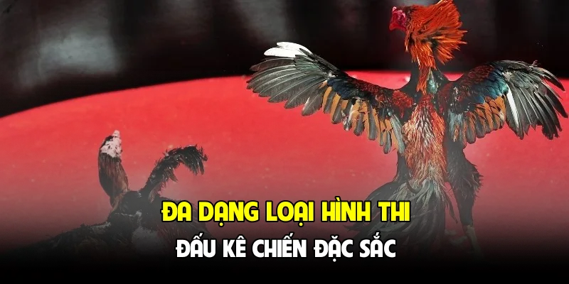 Đa dạng loại hình thi đấu kê chiến đặc sắc