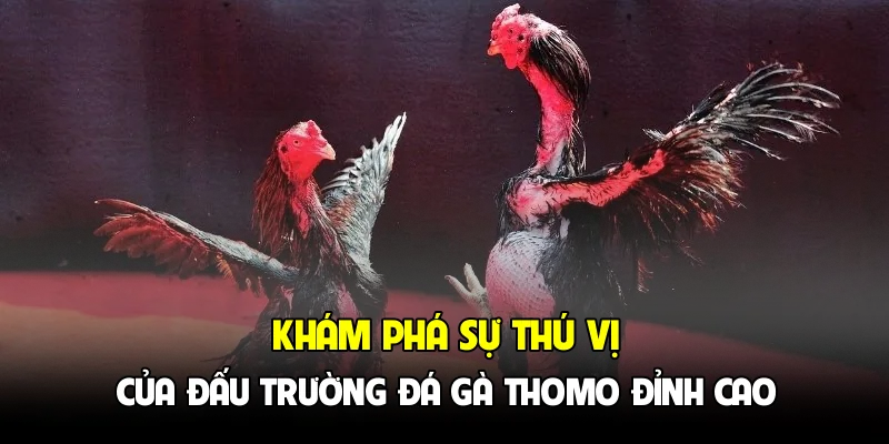 Khám phá sự thú vị của đấu trường đá gà Thomo đỉnh cao