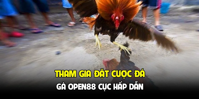 Tham gia đặt cược đá gà OPEN88 cực hấp dẫn